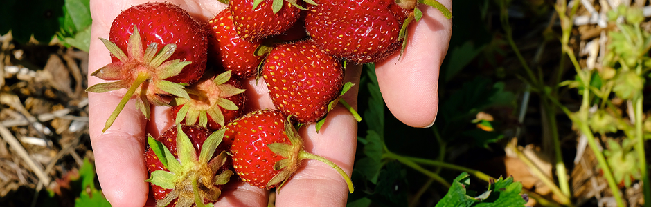 a hand holds a half dozen small strawberries fresh off the bush.