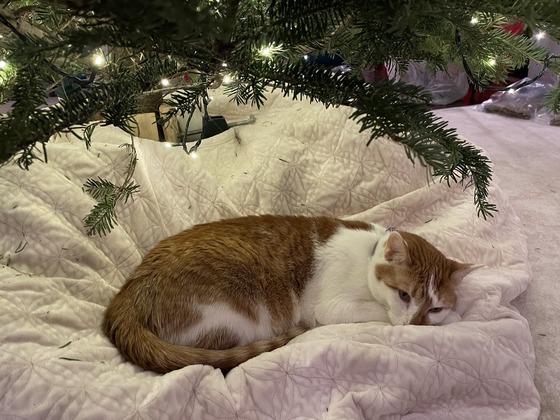 Governor Walz's cat "Honey" cozies up under the family Christmas tree. 