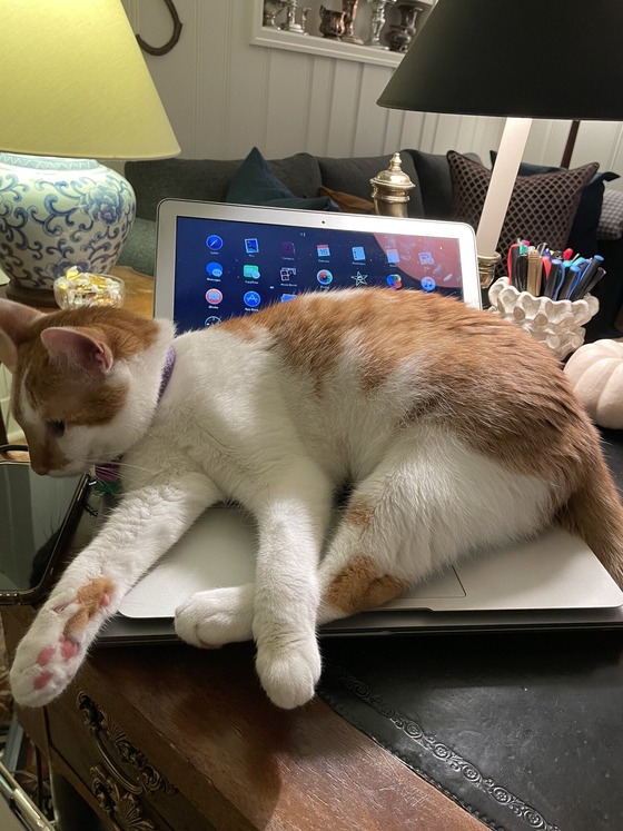 Walz family cat Honey lays on top of the Governor's laptop.