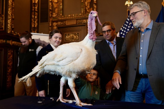 Minnesota's official Thanksgiving turkey, "Tom", poses for a photo at the State Capitol