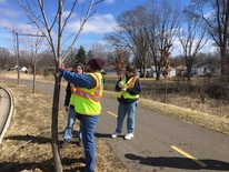 Tree steward volunteers