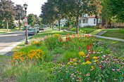 Rain garden