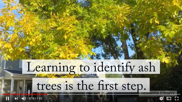 Learn to identify ash trees video