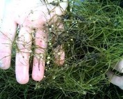 Starry stonewort