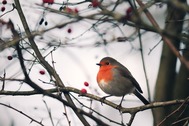 Photo of a robin on a bare tree branch with red berries