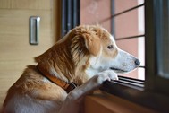 Photo of a dog staring longingly out a window