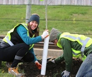 Tree planting on Hiawatha Avenue