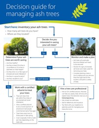 Decision guide for managing ash trees