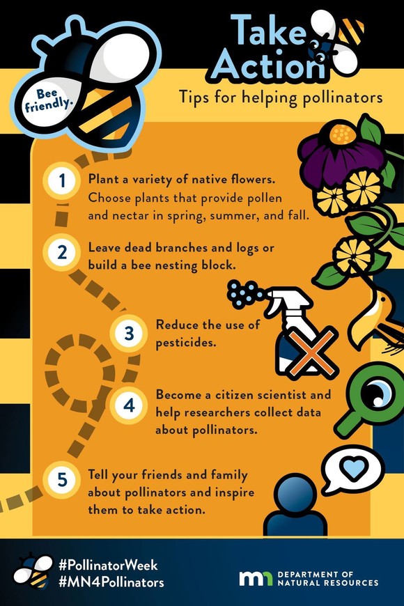 Steps to protect pollinators