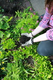 Adding compost to garden