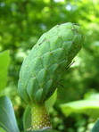 Cucumber Magnolia seed pod