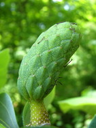 Cucumber Magnolia fruit