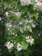 Catalpa leaves and flowers