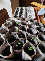 Seed starting using newpaper pots