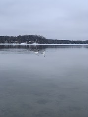 Swans on semi-frozen lake