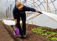 Person taking care of lettuce plants in greenhouse