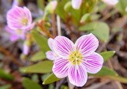 Purple spring flowers