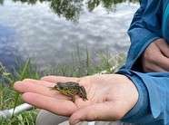 Frog in a person's hand