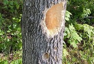 Tree with a hole carved out by an animal