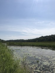 Little Long Lake water and wetland