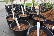 Trees with protective plastic around trunks in plastic planting buckets