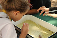 Student looking intently at water tray with macroinvertebrates in it