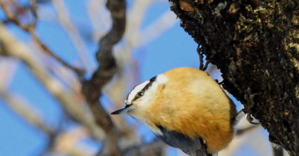 Nuthatch bird perched on a tree