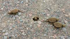 Baby snapping turtles emerging