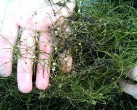 Photo of person's hand holding starry stonewort