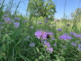 Purple prairie flowers in conservation easement established this year
