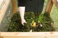 Close up of woman's hand adding materials to backyard compost bin