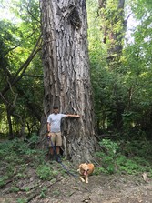 Man and dog standing next to big cottonwood tree