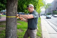Man measuring tree with a measuring tape at chest height