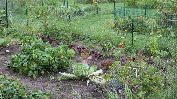 Community garden plot