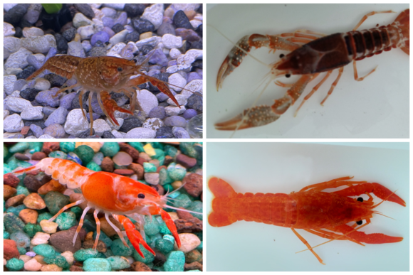 four different appearances of crayfish