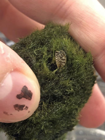 Moss ball with zebra mussel on it