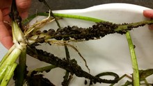 Zebra mussels attached to native lake plant