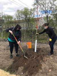 Two women wearing masks planting a tree, once holding a shovel and the other holding the tree