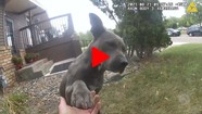 Dog Whisperer Video
