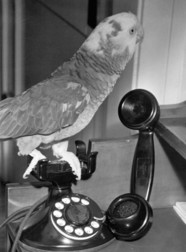Parrot on the telephone