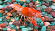 Prohibited invasive crayfish- Procambarus clarkii