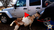 Drug sniffing Goat Video