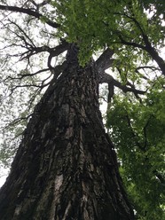 Looking up the trunk of a big tree
