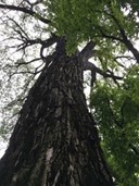 picture of tree looking up toward its canopy and the sky