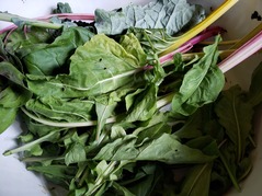Bundle of kale
