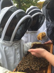 Youth in bee keeper suits looking at honey bees