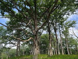Oak savanna in Cullen Nature Preserve