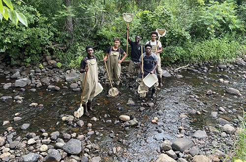 Northside Safety Net interns in waders with nets collecting samples from creek