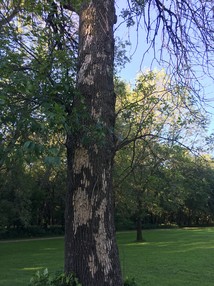 Ash tree with bark stripped away by woodpeckers looking for emerald ash borer