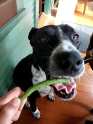 Dog eating a green bean